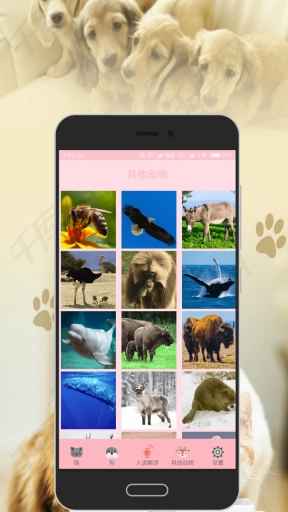 人猫交流器免费版图5