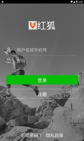 红狐图1
