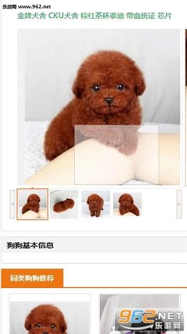 淘狗网安装下载