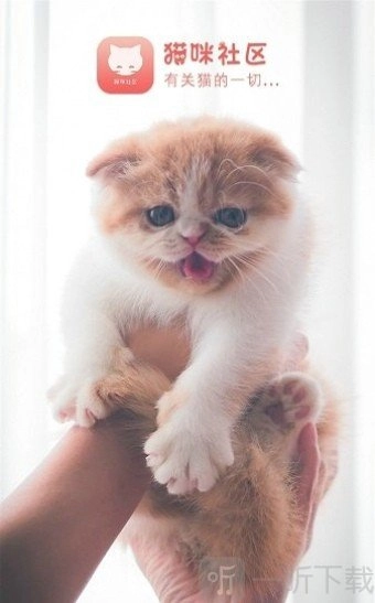 猫咪社区手机版安装包下载