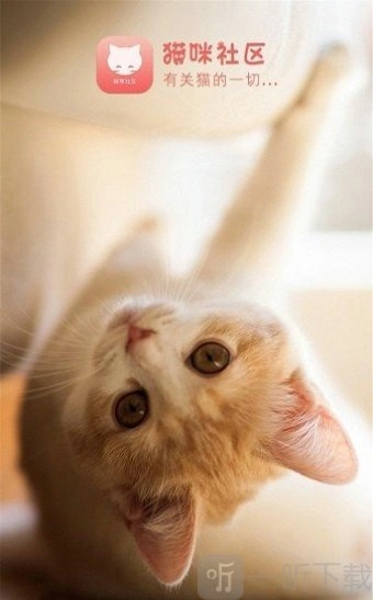 猫咪社区手机版安装包下载