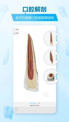 维萨里3D解剖