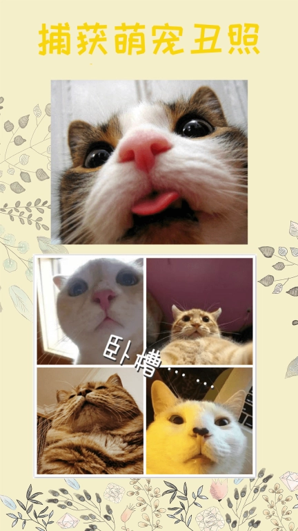 猫语-阳沙流金