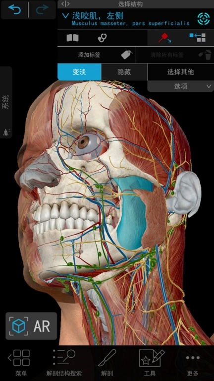 人体解剖 3d