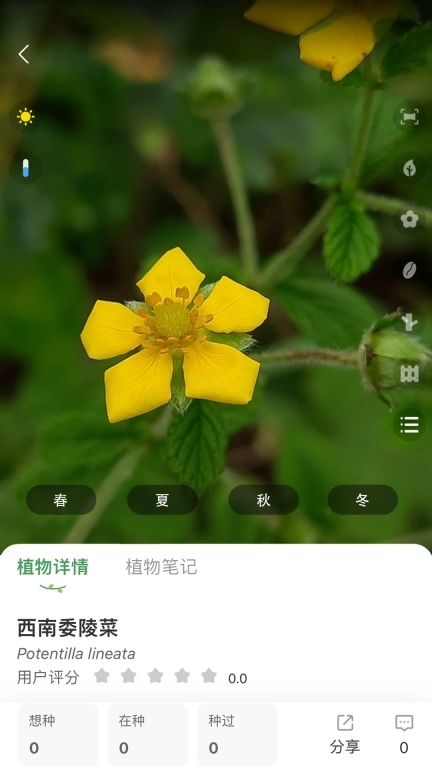 花信-elvesay