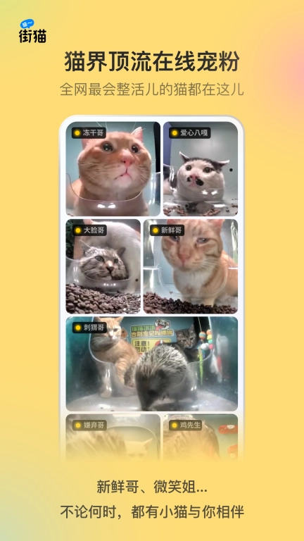 街猫