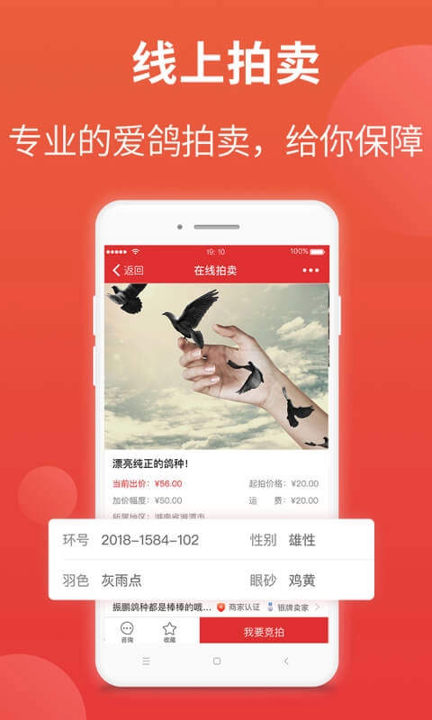 搜鸽天下-赛鸽头条重磅升级
