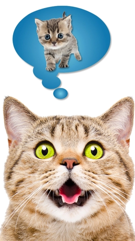 猫语翻译模拟器-人猫交流模拟器
