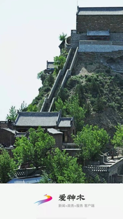爱神木