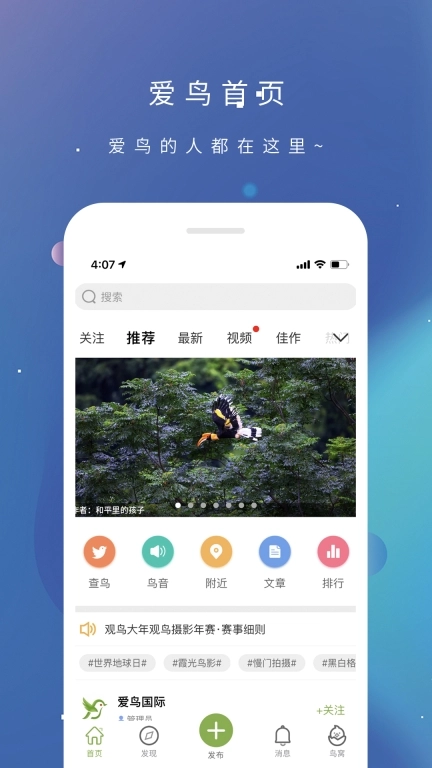爱鸟
