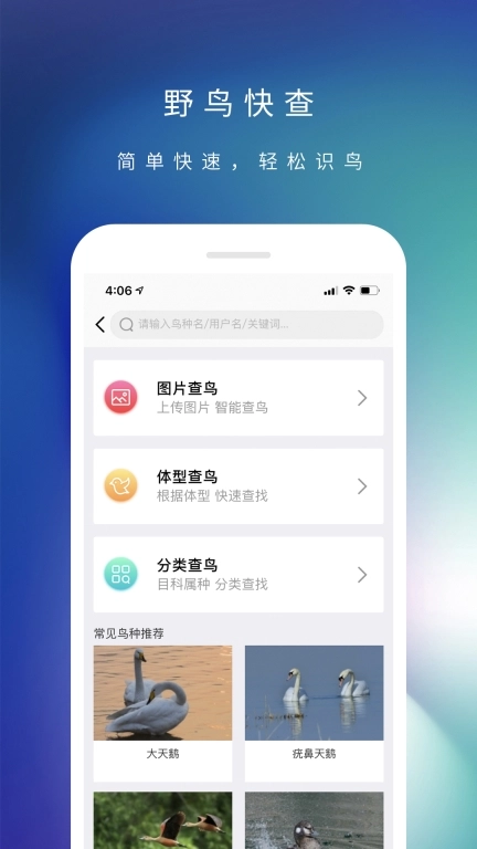 爱鸟