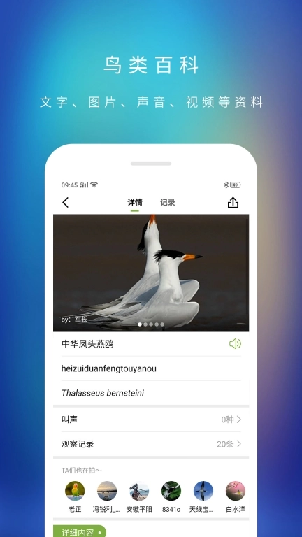 爱鸟