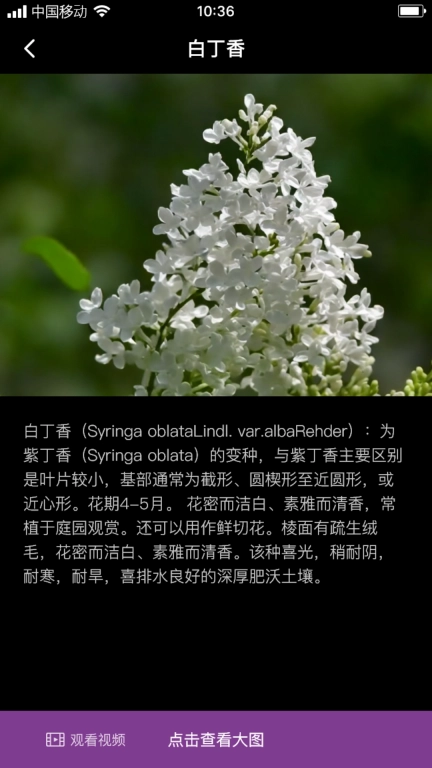 丁香花瓣