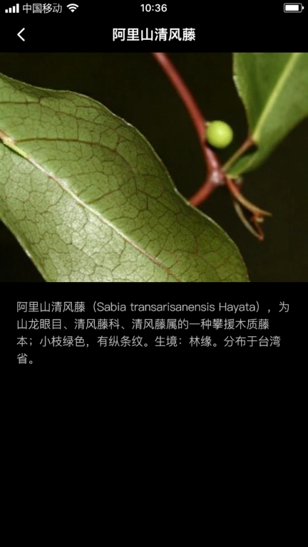 青风藤蔓