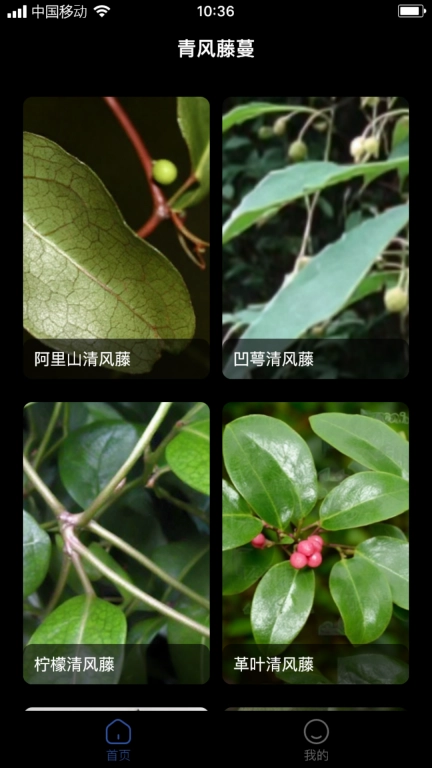 青风藤蔓