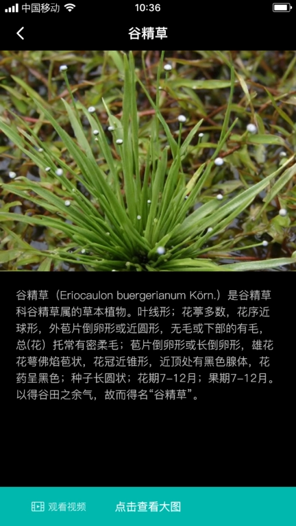 谷精草枝