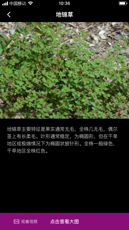 地锦花草