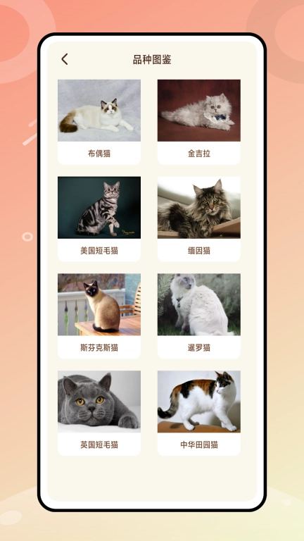 逗猫神器