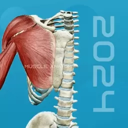 3D肌肉解剖-人体肌肉解剖图谱