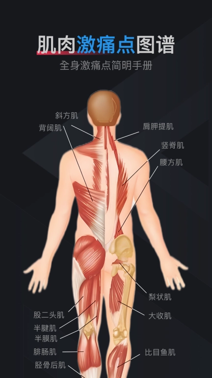 肌肉激痛点图谱-人体肌肉解剖图谱