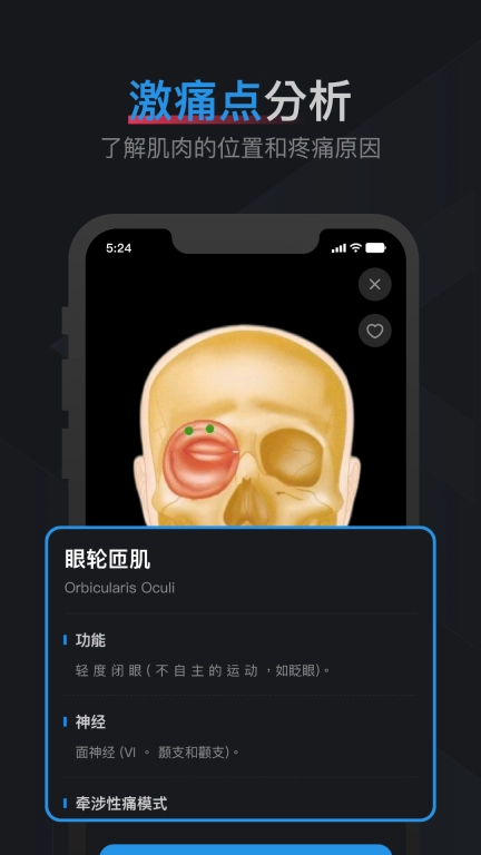 肌肉激痛点图谱-人体肌肉解剖图谱