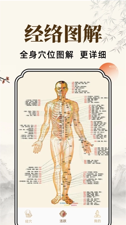 穴位经脉详解