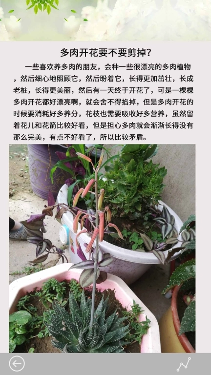 多肉花草成长日记-养花养草养多肉