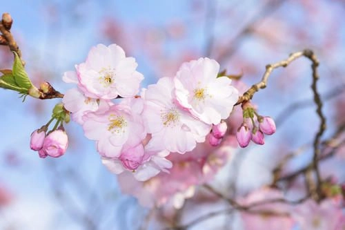 2025年武汉东湖樱花节网上预约(3)