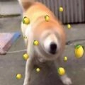 我酸了 v5.5.0