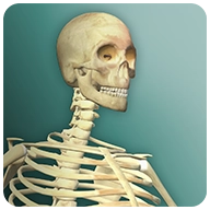 人体模型 v1.9.3