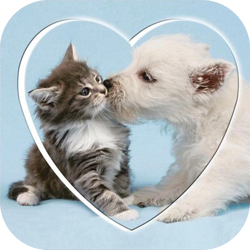 猫语狗语翻译交流器 v23.11.27