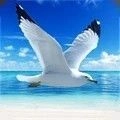 海鸥模拟器官网最新版