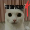 猫猫惊魂4安装手机版
