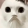 猫猫惊魂夜手机版