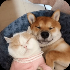 萌趣猫狗翻译器手机版