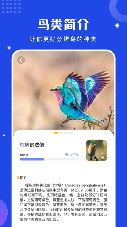 鸟语语言翻译器免费版图3