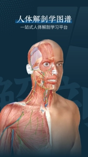人体解剖3d图2