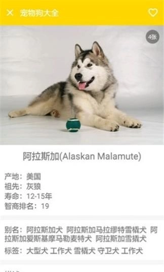 宠物狗大全图1