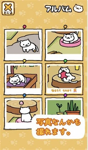 猫咪后院图3