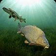 3DCARP