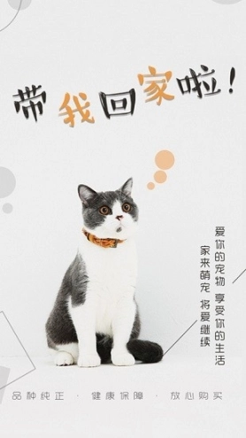 猫行狗市宠物交易市场图1