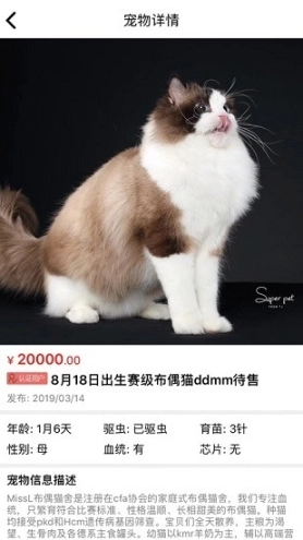 猫行狗市宠物交易市场图4