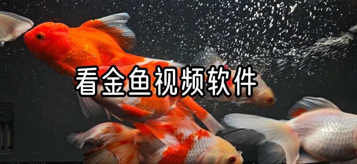 看金鱼视频软件