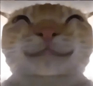 鼠鼠偷吃模拟器