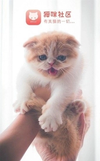 猫咪社区交友软件免费版图2