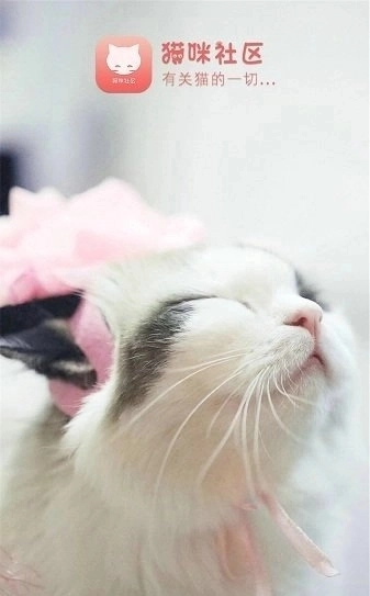 猫咪社区交友软件免费版图1
