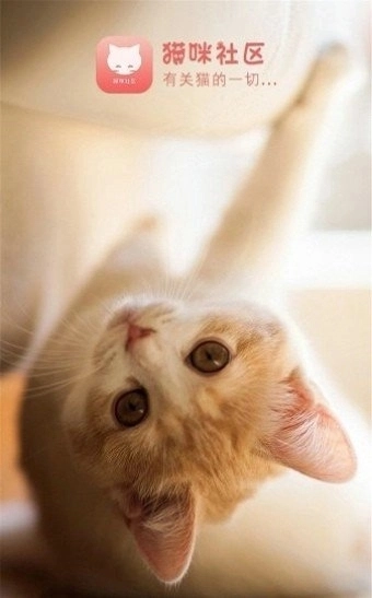 猫咪社区交友软件免费版图3