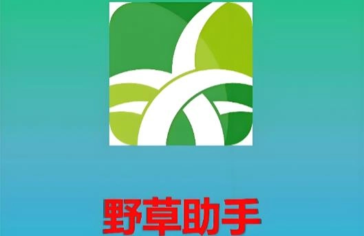 野草助手版本大全