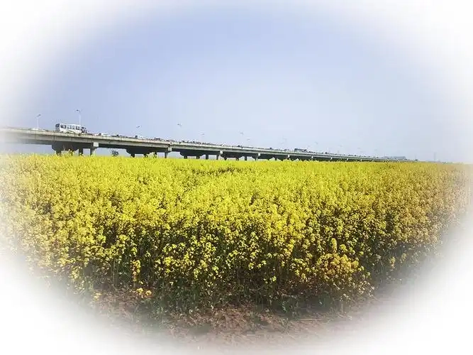 金湖论坛版本大全
