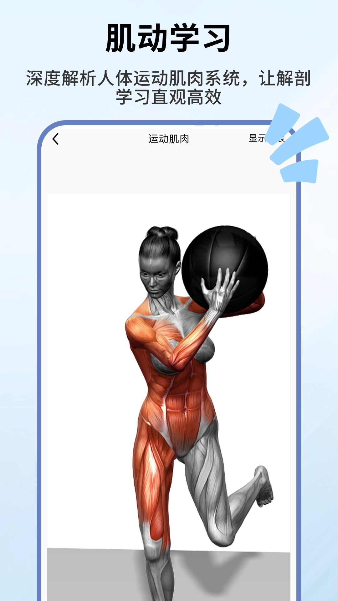 人体解剖学图谱